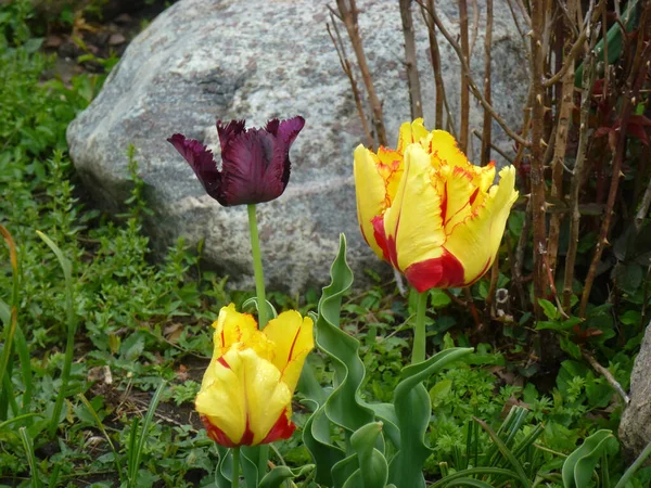 Kvetoucí Barevné Tulipány Květinové Záhoně — Stock fotografie