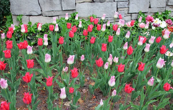 Beaucoup Tulipes Fleurs Colorées Sur Lit Fleurs — Photo