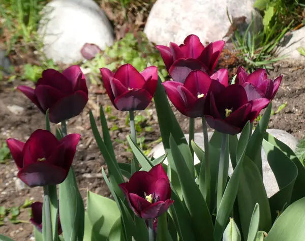 Цветущие Фиолетовые Тюльпаны Клумбе — стоковое фото