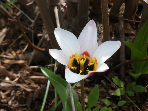 Kwitnący Biały Tulipan Kwietniku — Zdjęcie stockowe