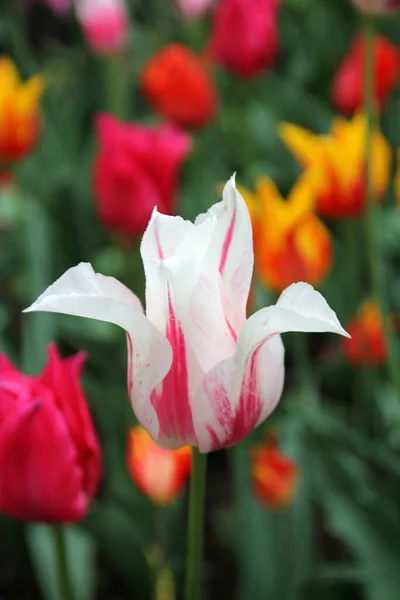 Kvetoucí Bílý Tulipán Květinové Záhoně — Stock fotografie