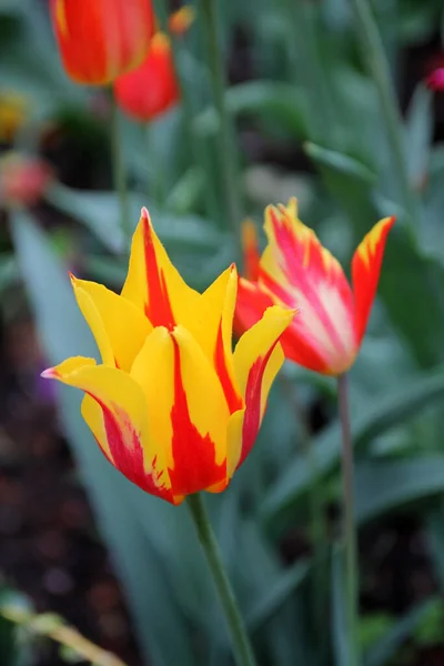 Kvetoucí Tulipány Záhonu — Stock fotografie