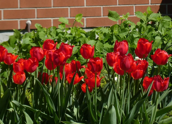 Blommande Röda Tulpaner Rabatten Royaltyfria Stockfoton