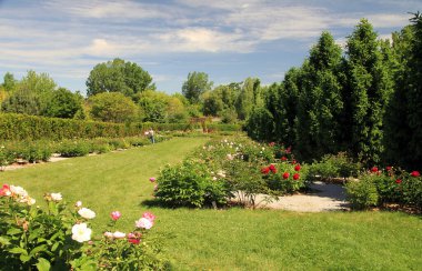 Normal parkın yaz manzarası