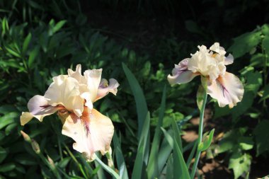 Çiçek tarhında açan pembe süsen çiçekleri