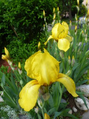 Çiçek tarlasında açan sarı süsen çiçekleri