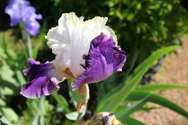 Iris Fleurs Sur Lit Fleurs — Photo