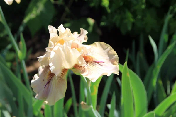 Blühende Rosa Iris Auf Dem Blumenbeet — Stockfoto