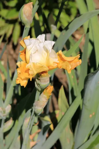 Blühende Gelbe Iris Auf Dem Blumenbeet — Stockfoto
