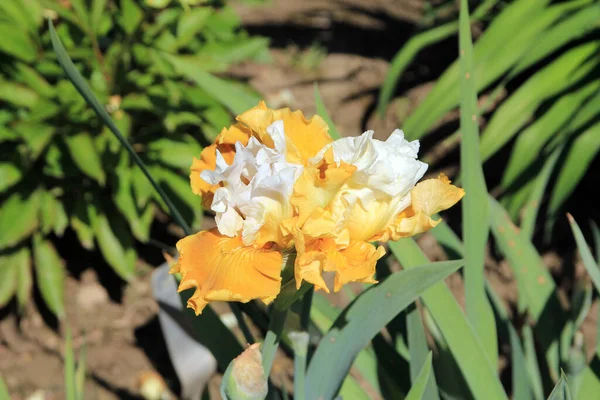 Íris Amarelas Florescentes Canteiro Flores — Fotografia de Stock