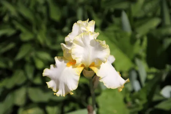 Kvetoucí Bílá Duhovka Záhonu — Stock fotografie