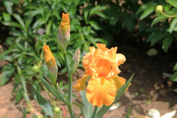 Kvetoucí Žluté Duhovky Záhonu — Stock fotografie