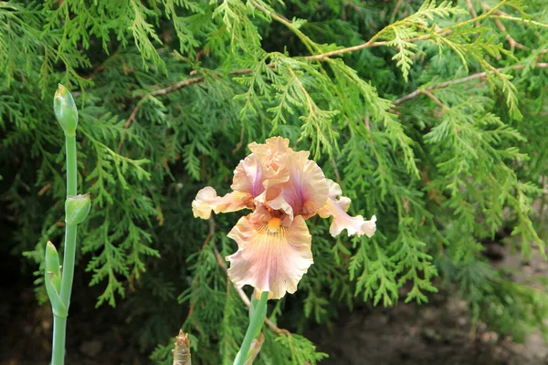 Blühende Rosa Iris Auf Dem Blumenbeet — Stockfoto