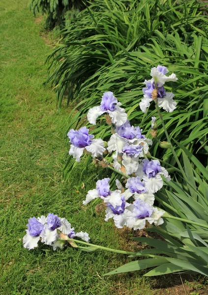 Bloeiende Irissen Het Bloembed — Stockfoto