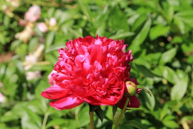 Çiçeklerin üzerinde açan kırmızı şakayık.