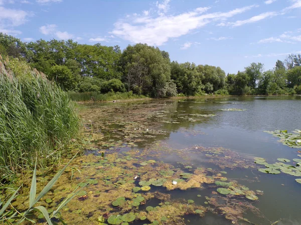 Sommerlandschaft Mit Zugewachsenem Teich — Stockfoto