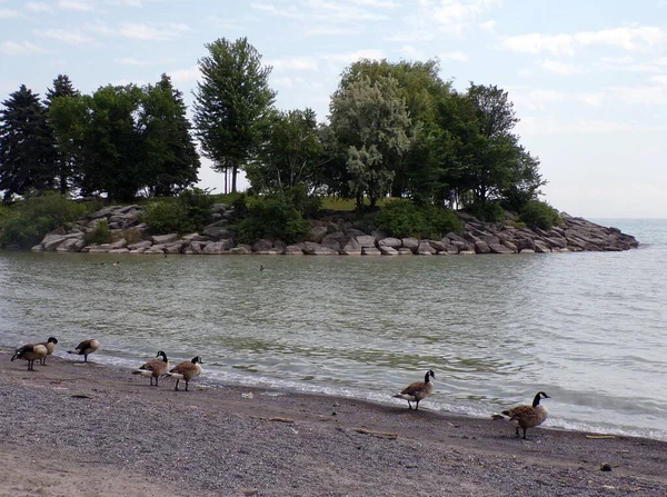 Sommerlandschaft Mit Gänsen Seestrand — Stockfoto