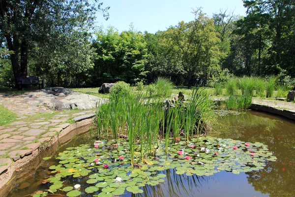 Landschaft Mit Zugewachsenem Teich Mit Blühenden Lotusblüten — Stockfoto
