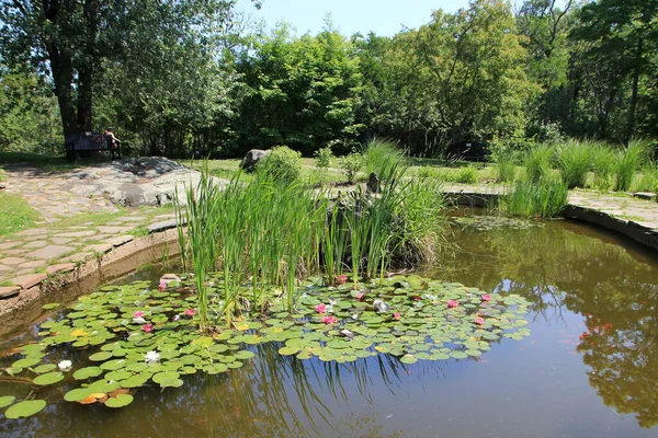 Overgrown Pond Blooming Lotuses — Stok fotoğraf