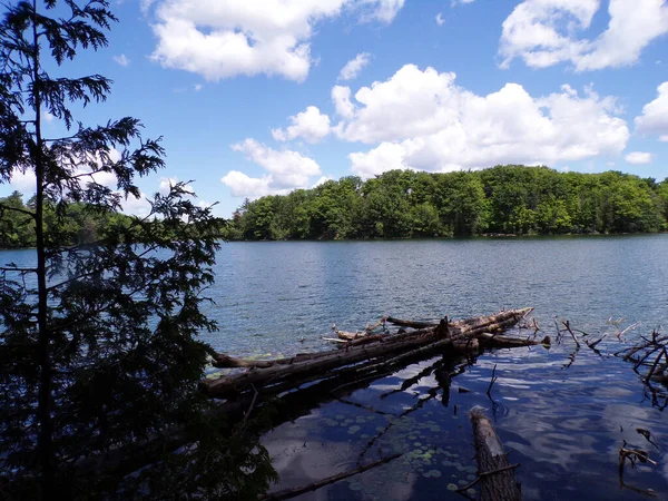 Zomer Landschap Met Meer Bos — Stockfoto