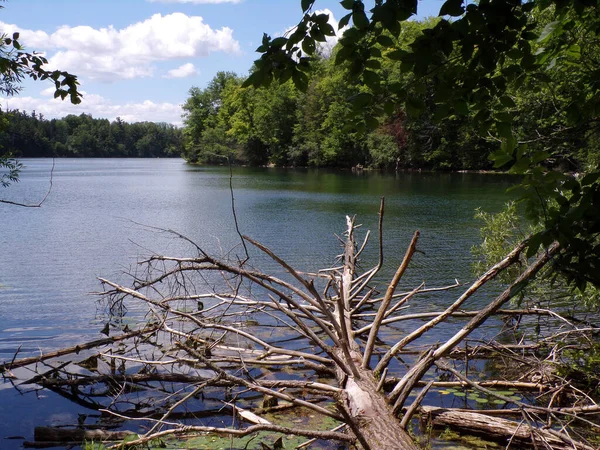 Paysage Estival Avec Lac Forêt — Photo