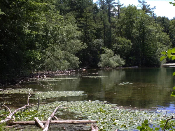 Summer Landscape Lake Forest — Stock Photo, Image