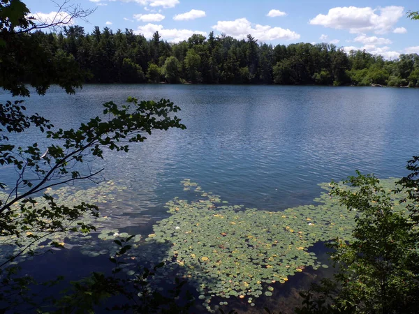 有湖泊和森林的夏季景观 — 图库照片