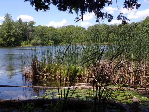 Paysage Estival Avec Lac Forêt — Photo