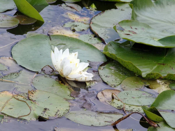 Nenúfar Blanco Floreciendo Superficie Del Agua — Foto de Stock