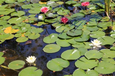 Su yüzeyinde çiçek açan nilüferler