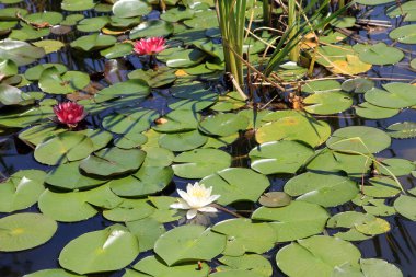 Su yüzeyinde çiçek açan nilüferler