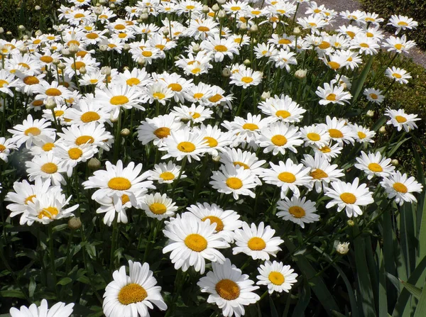 many daisies as a floral background