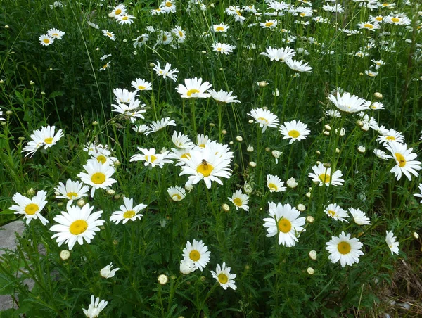 Many daisies as a floral background