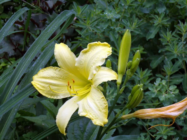 Yellow Lily Flower Bed — ストック写真