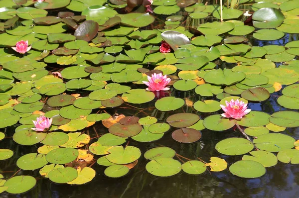 Blooming Red Lotuses Water Surface — 스톡 사진