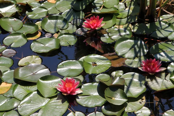 Blooming Red Lotuses Water Surface — 스톡 사진