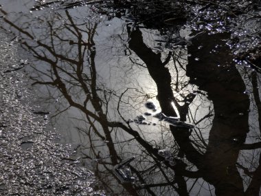 Dallar doğal bir arkaplan olarak yansıtılır