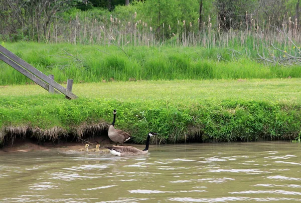 Geese Family Water — 图库照片