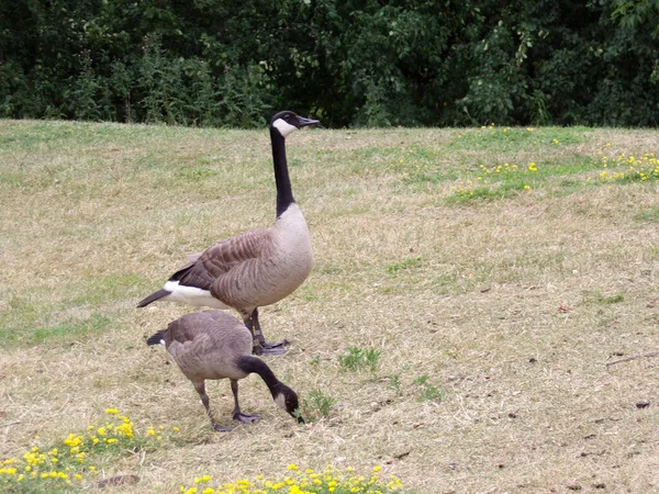 Geese Pair Lawn — 图库照片