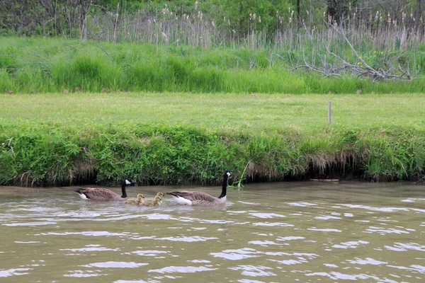 Familia Gansos Nadando Río —  Fotos de Stock