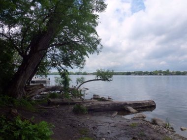 Summer landscape with lake and treest