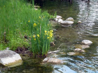 Sriver 's Hore' da çiçekli yaz manzarası