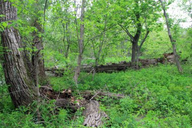 Kırık ağaçlarla fırtına üstüne orman