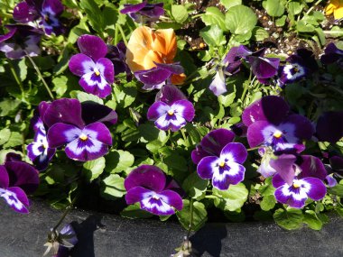 Colorful flowers as a floral background