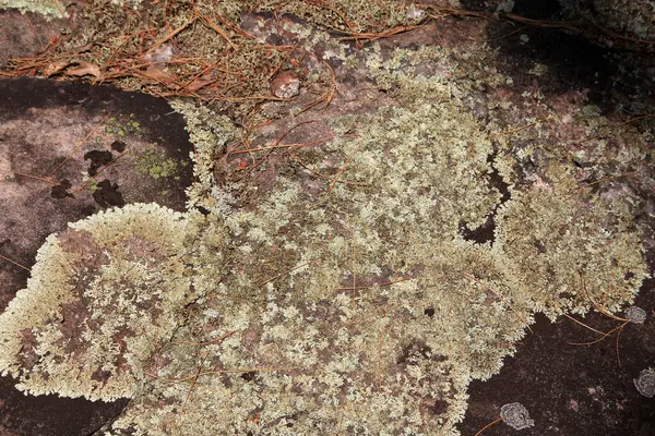 Lichen Growing Stone Natural Background — Stok fotoğraf