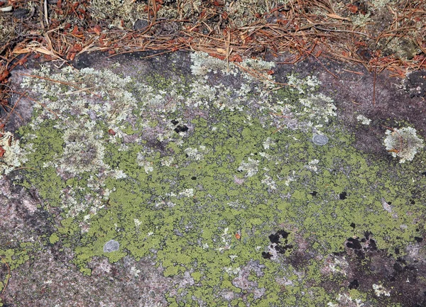 Lichen Growing Stone Natural Background —  Fotos de Stock