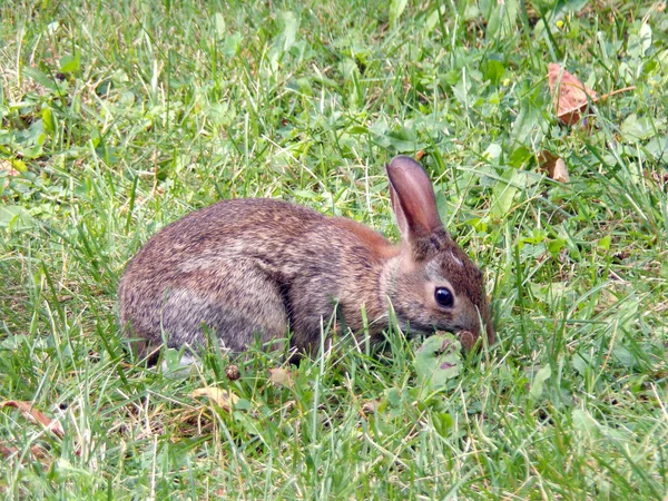 草地上的野兔 — 图库照片