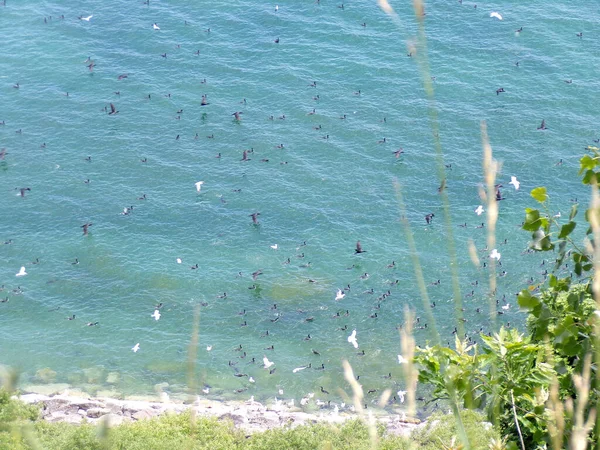 Birds Flying Water Natural Background —  Fotos de Stock