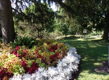 Normal parkın yaz manzarası