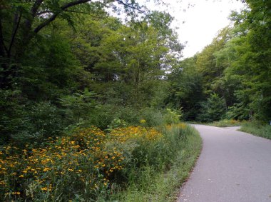 Ormanda yol olan yaz manzarası